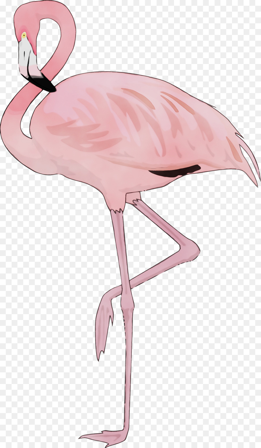 фламинго，Большой фламинго PNG