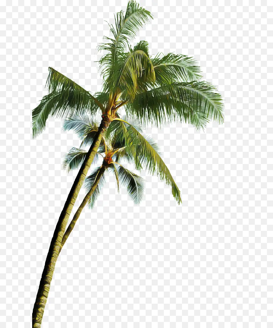дерево，Пальма PNG