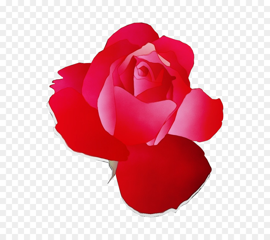 лепесток，садовые розы PNG