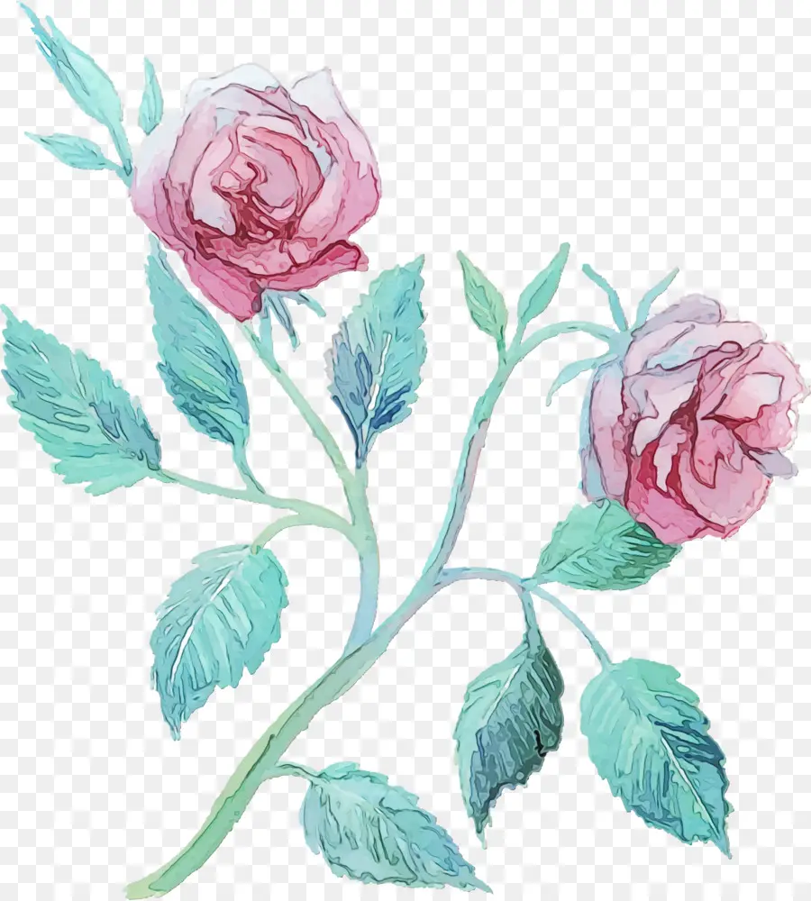 цветок，садовые розы PNG