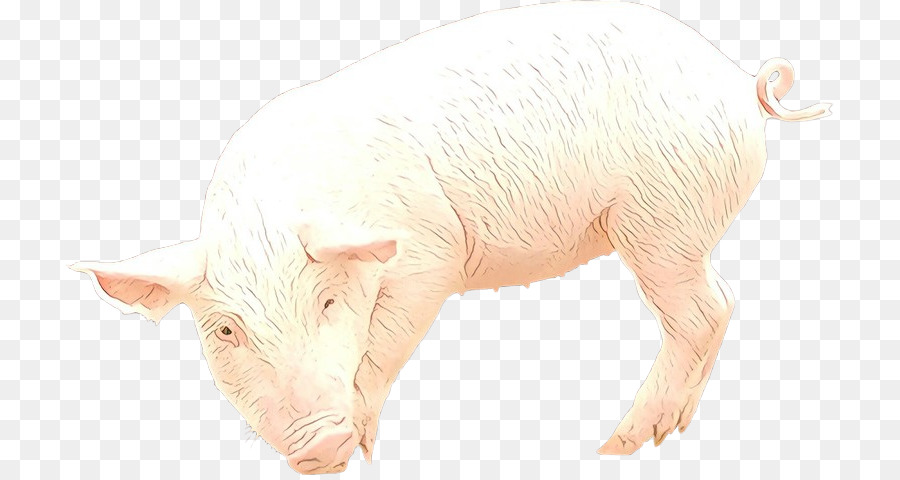 Домашняя свинья，Suidae PNG