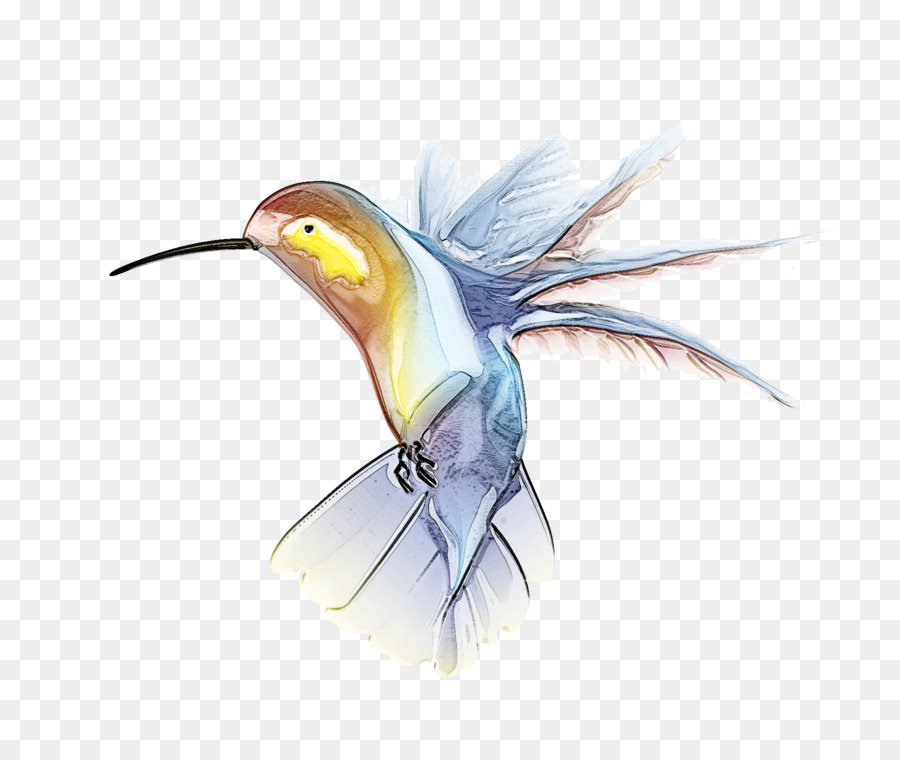 птица，колибри PNG
