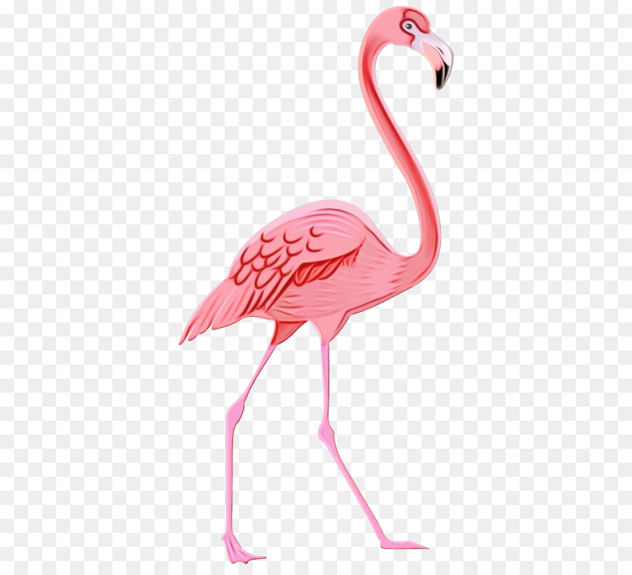 фламинго，Большой фламинго PNG