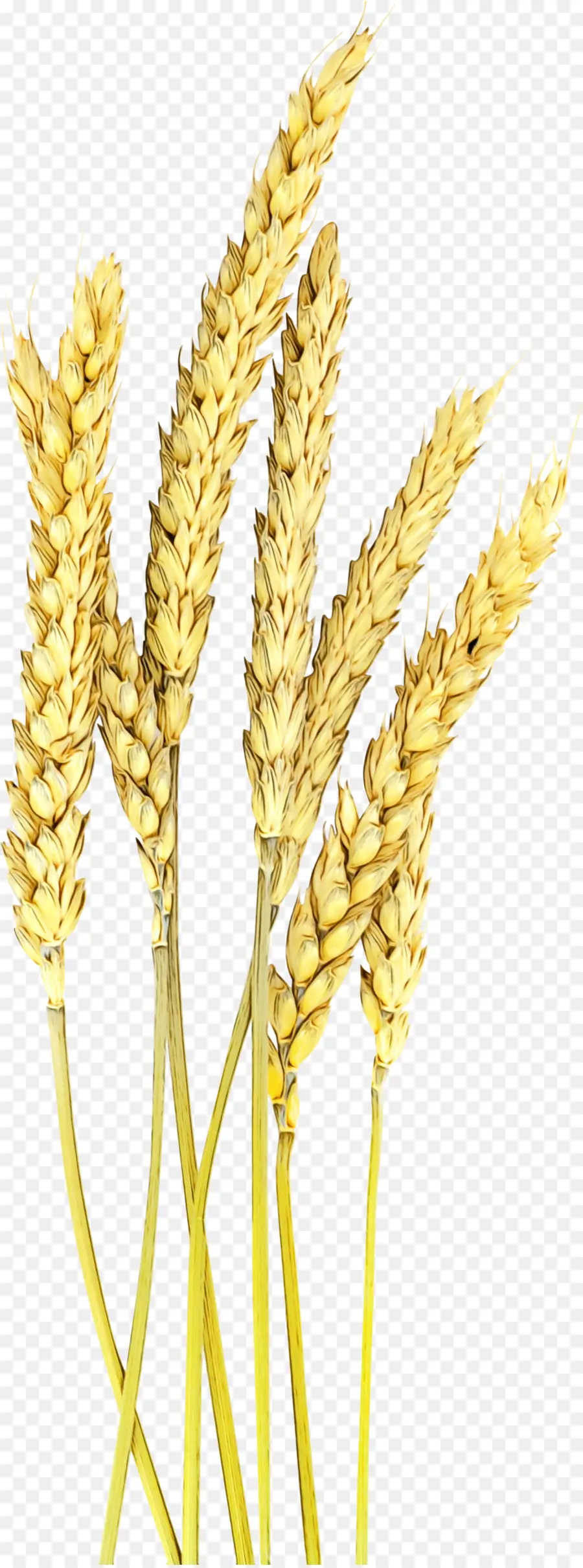 пищевое зерно，пшеница PNG