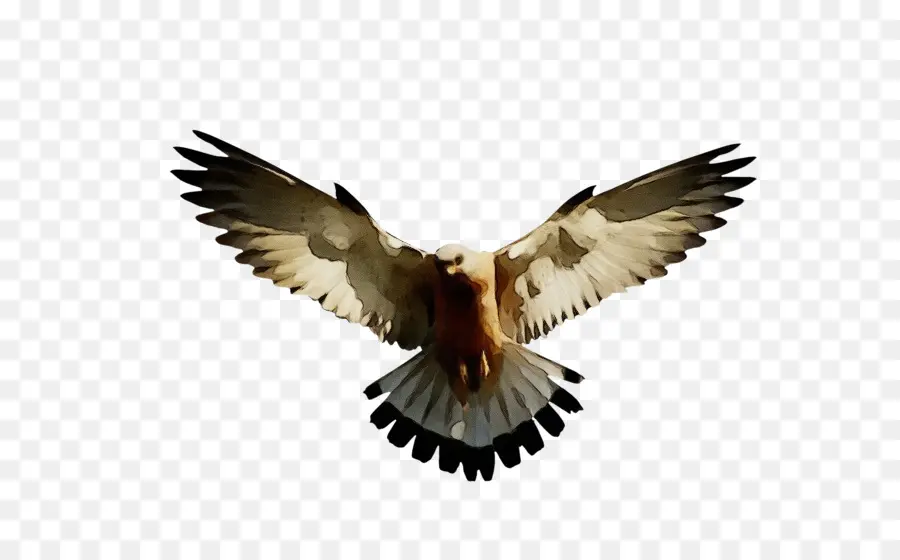 птица，орел PNG
