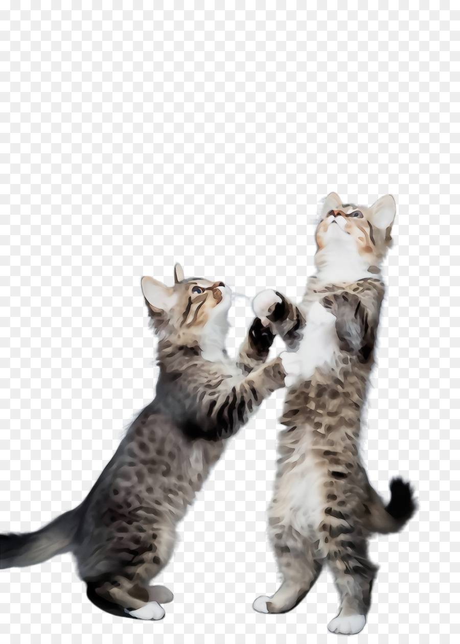 кошка，малых и средних кошек PNG