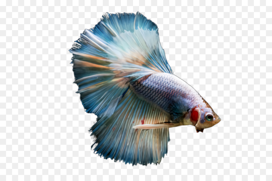 синий，Рыбы PNG