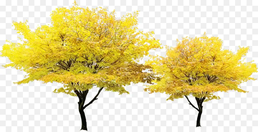 дерево，желтый PNG