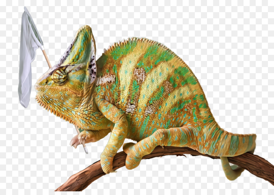 динозавр，Хамелеон PNG