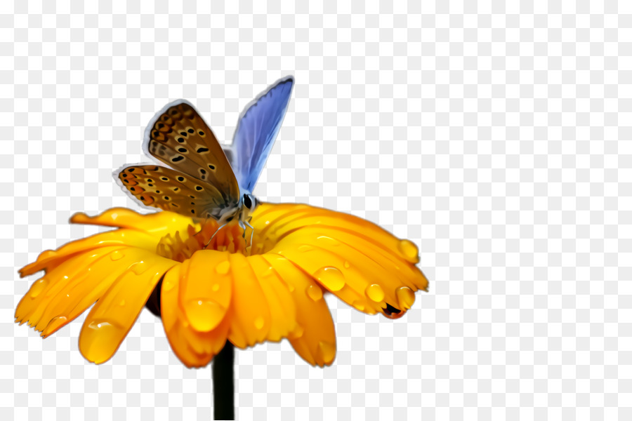 насекомое，бабочка PNG