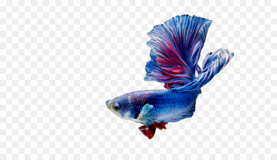 Рыбы，синий электрик PNG