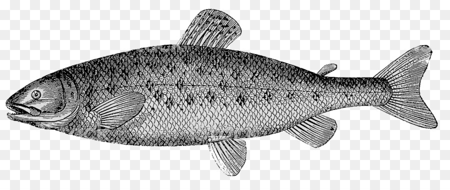 Рыбы，Rayfinned рыбы PNG