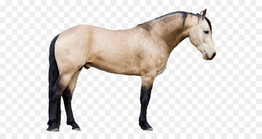 лошадь，фигура животного PNG