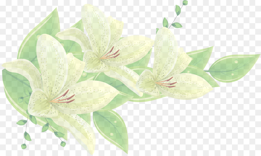 цветок，белый PNG