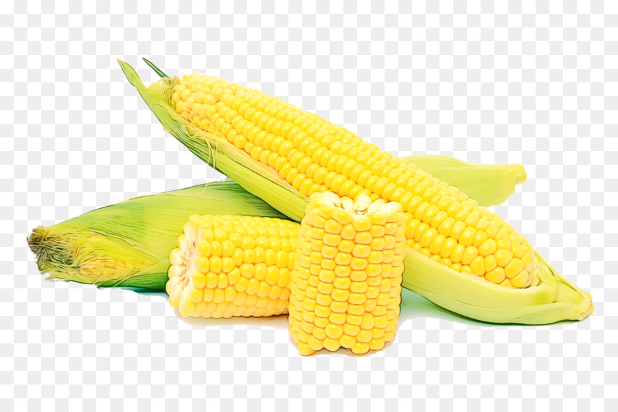 кукурузные зерна，кукуруза в початках PNG