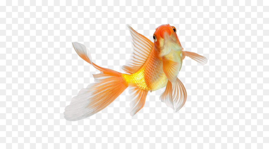 Рыбы，Золотая рыбка PNG
