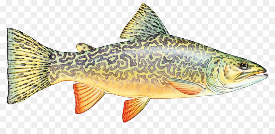 Рыбы，Bonyfish PNG