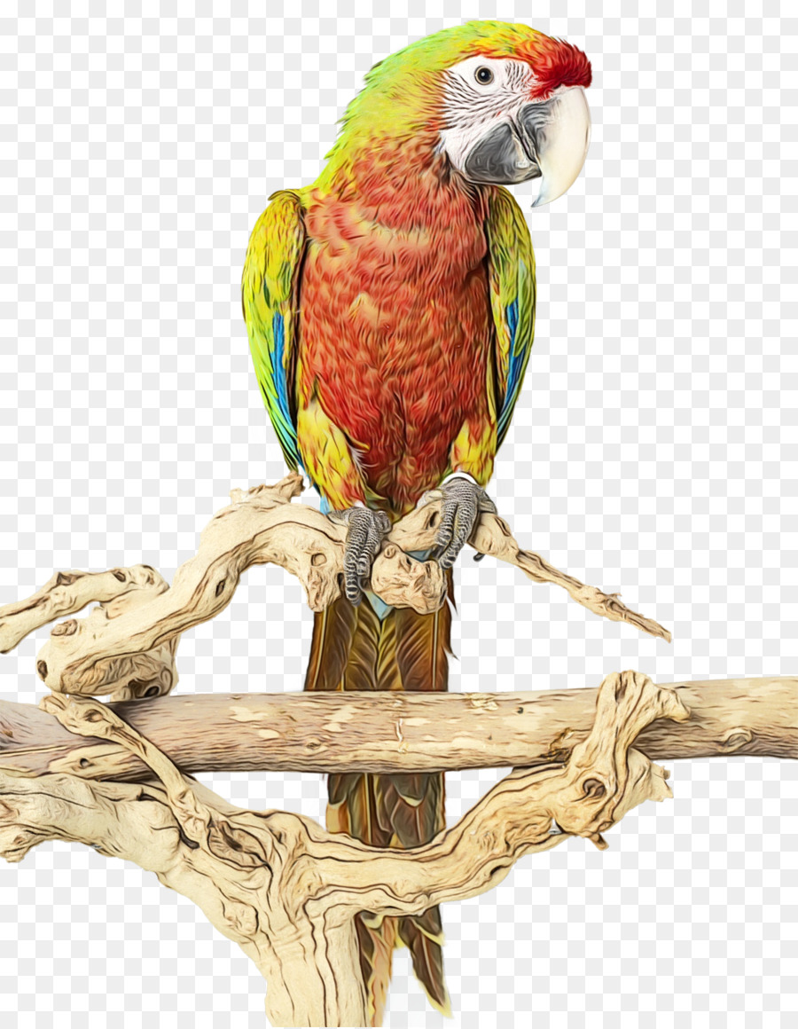 птица，ара PNG