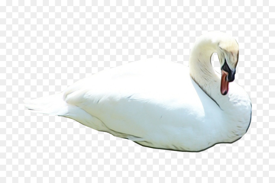 лебедь，Птица PNG