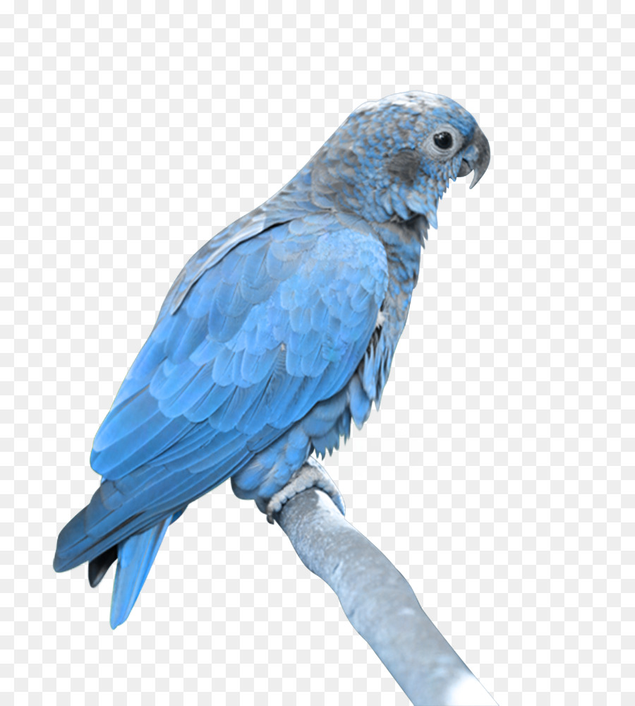 Птица，синий PNG