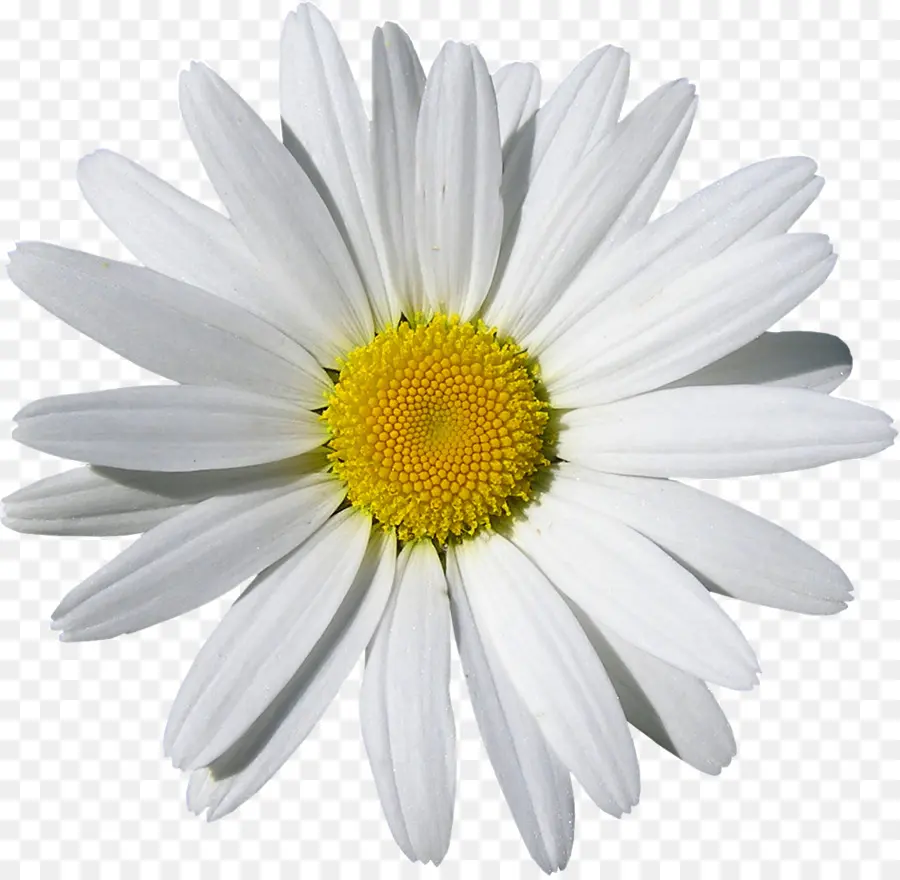 цветок，цветущее растение PNG