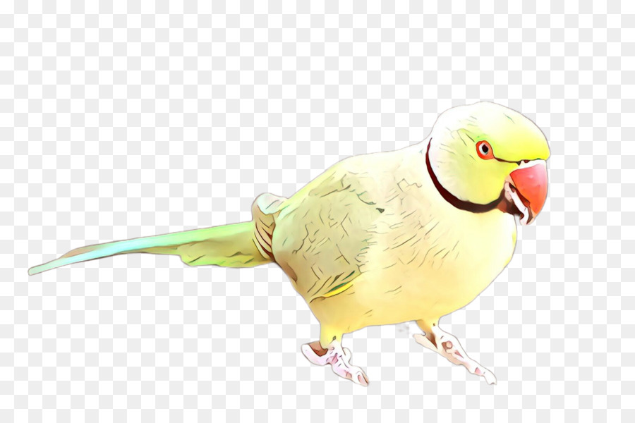Птица，Parakeet PNG