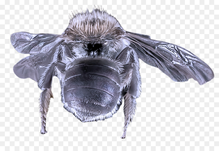 насекомое，домашняя муха PNG