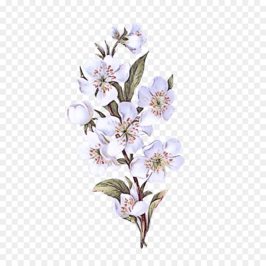 цветущее растение，цветок PNG
