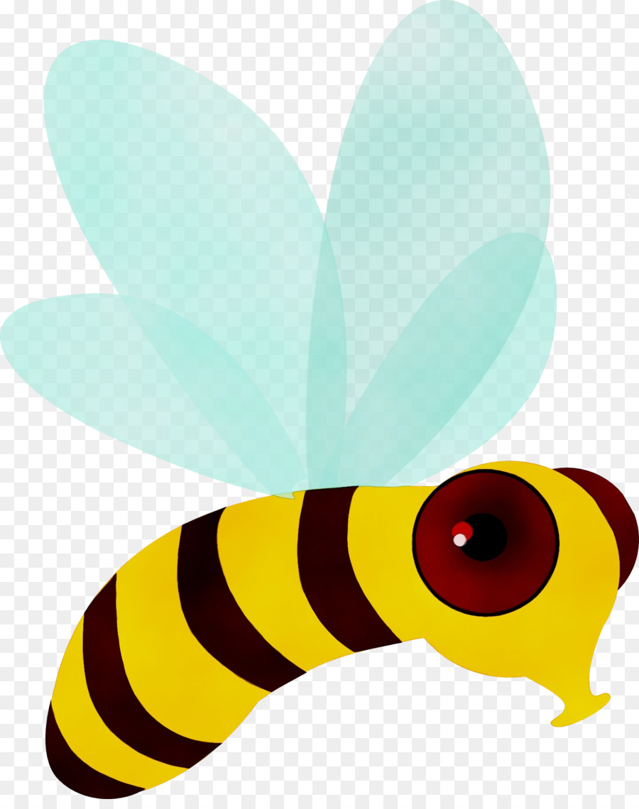 насекомое，Бабочка PNG
