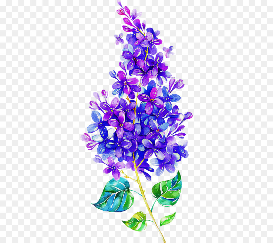 фиолетовый，цветок PNG
