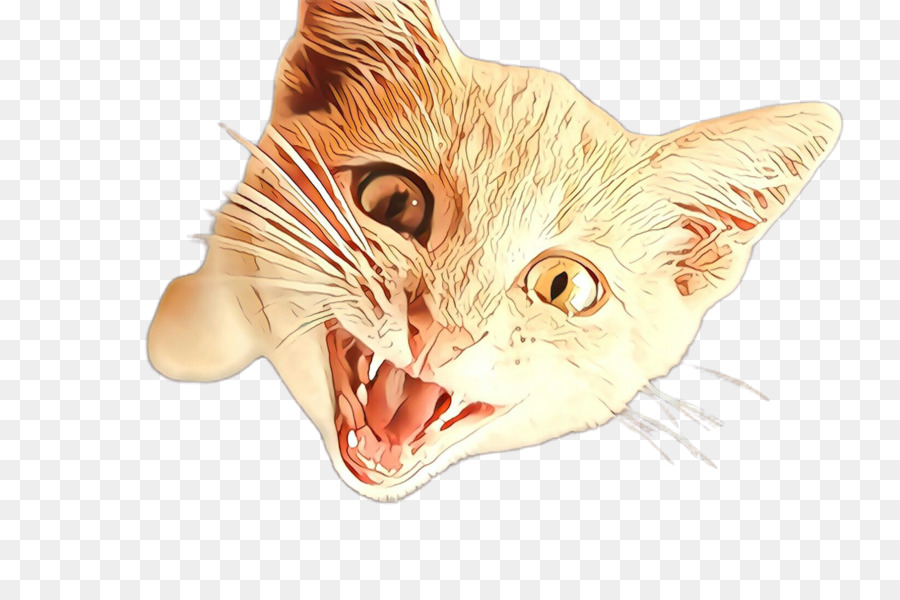 кошка，выражение лица PNG