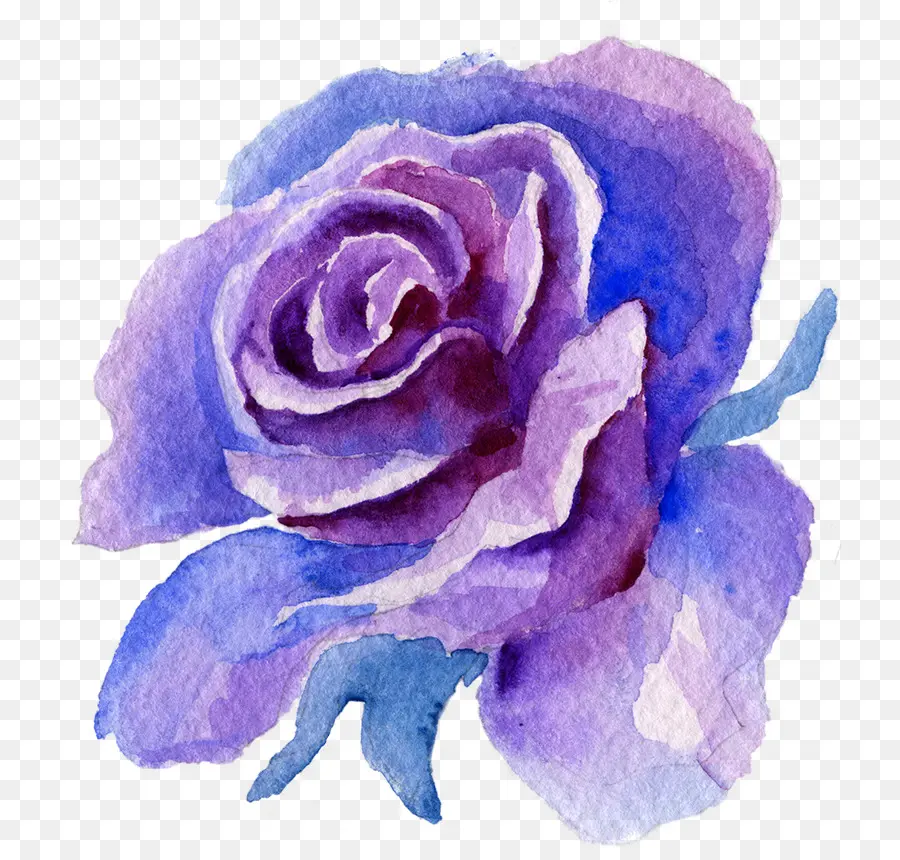 Голубая роза，Роза PNG