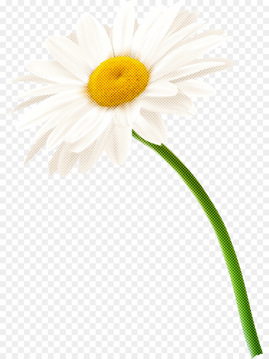 Oxeye Дейзи，Дейзи PNG
