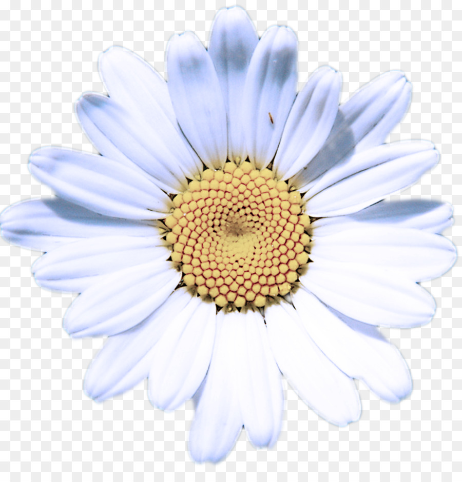 цветок，Дейзи PNG