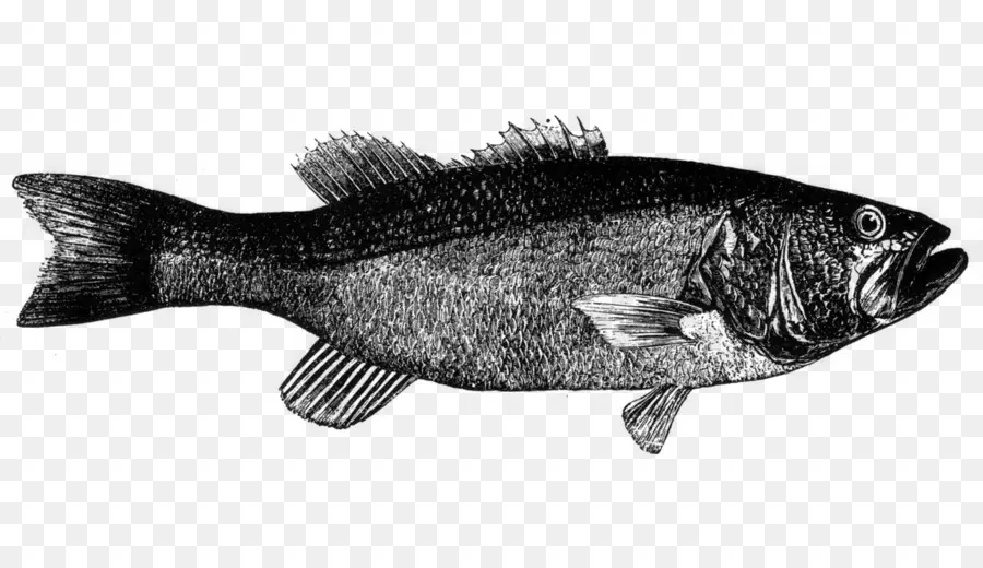 Рыбы，Бас PNG