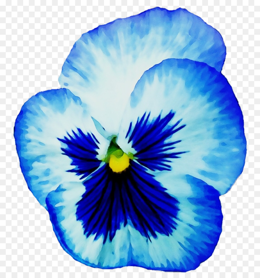 Анютины глазки цветы голубые