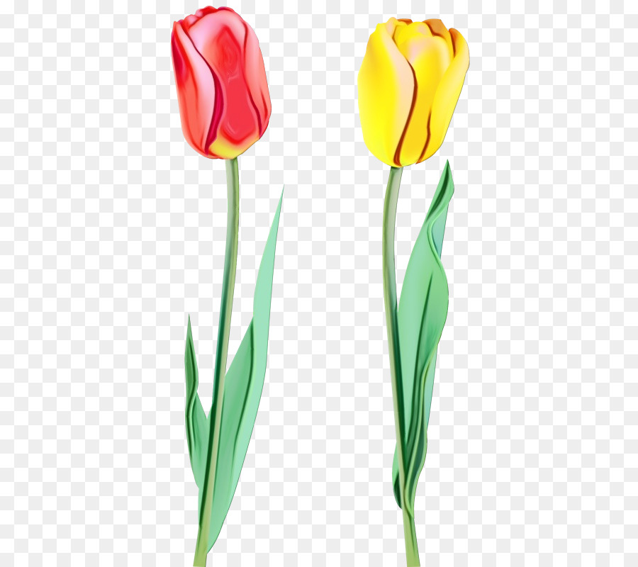 Тюльпан，цветок PNG