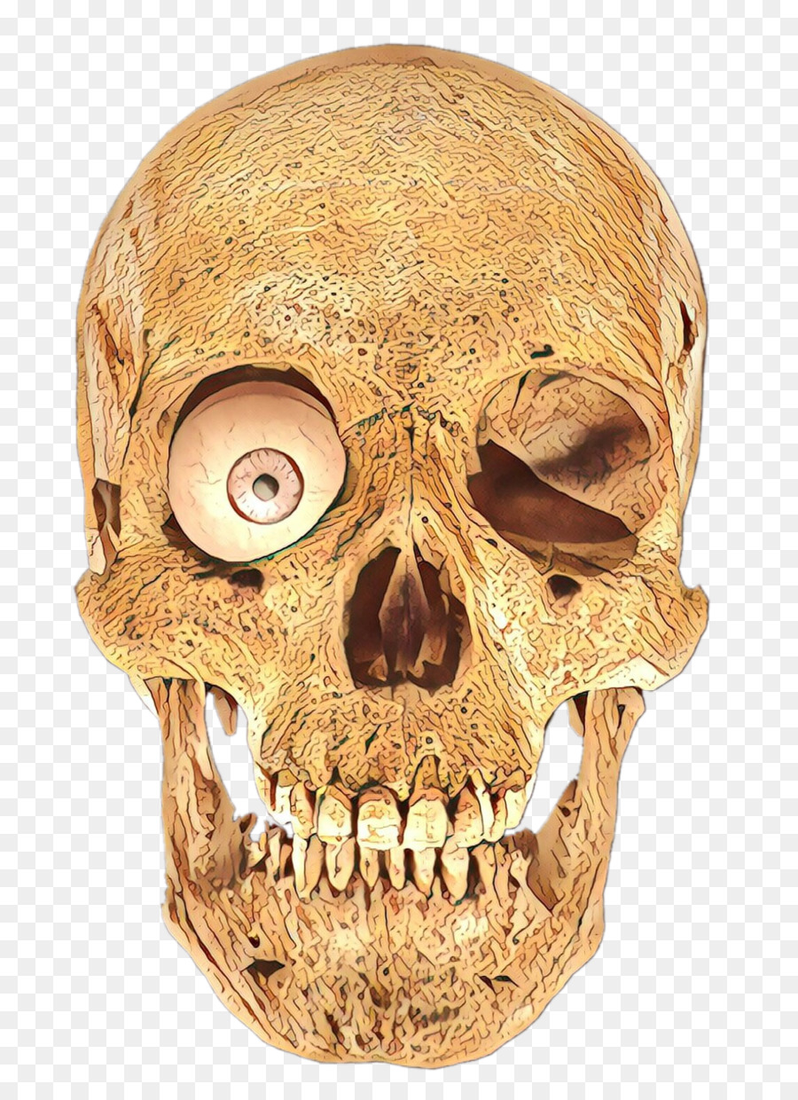 Bone head. Кости черепа. Кость черепа. Скелет черепа человека.