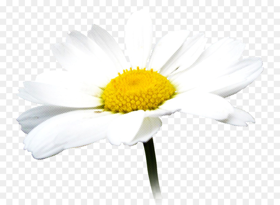 цветок，Oxeye Дейзи PNG