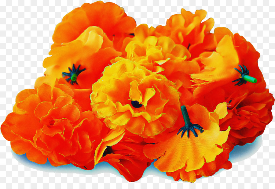 оранжевый，цветок PNG