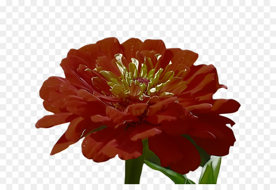 цветок，Цинния PNG