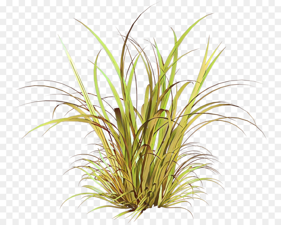Grass plant. Цимбопогон Лемонграсс. Осока травинка. Лемонграсс комнатное растение. Трава на прозрачном фоне.
