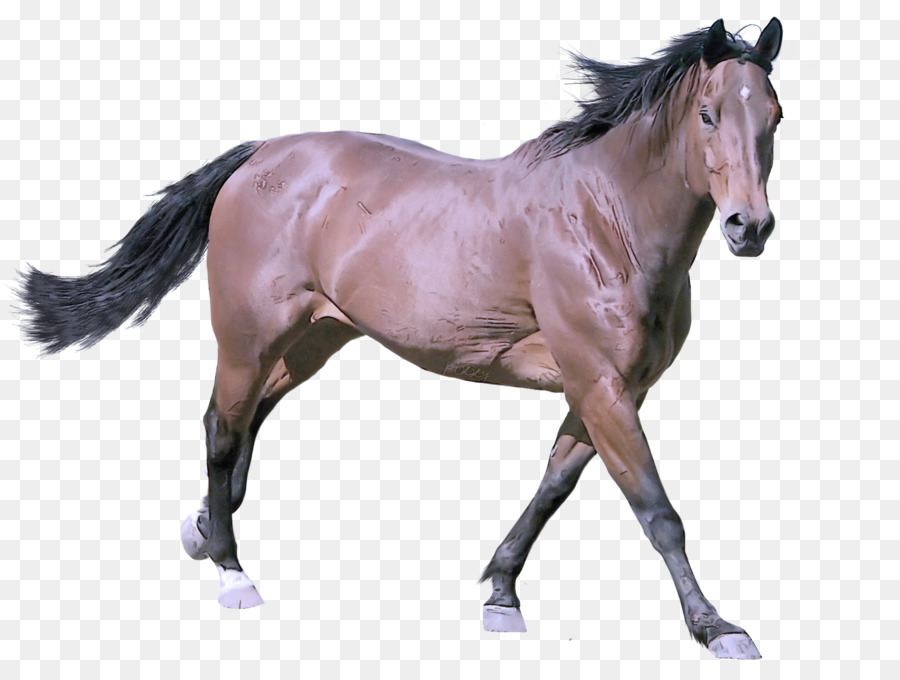 Телосложение лошади 5 букв. Наррагансетт лошадь. Лошадь на белом фоне. Лошадь на прозрачном фоне. Текстура лошади.