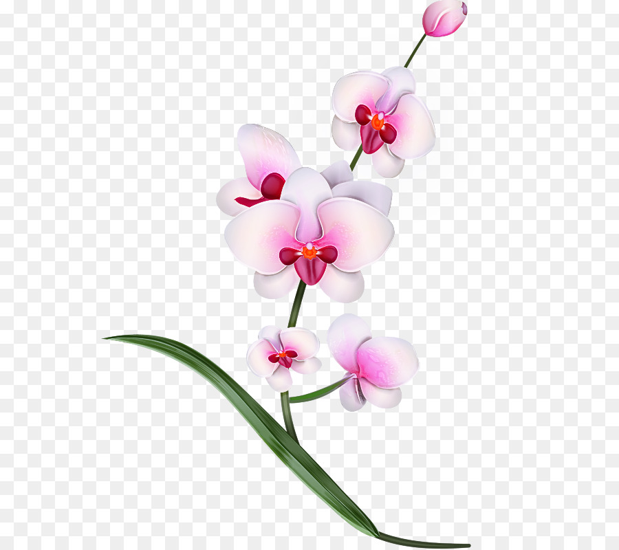 цветок，мотылек орхидея PNG