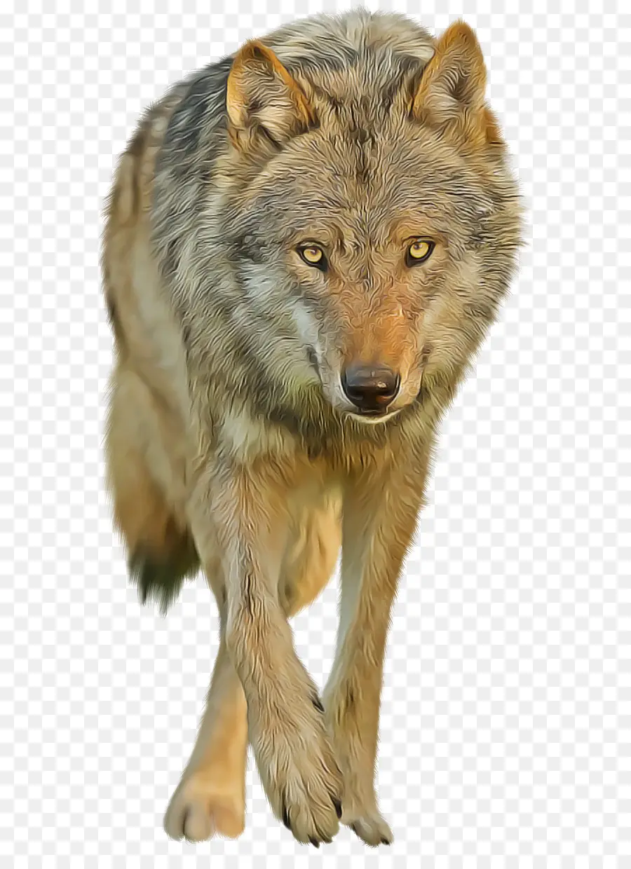 дикая природа，волк PNG