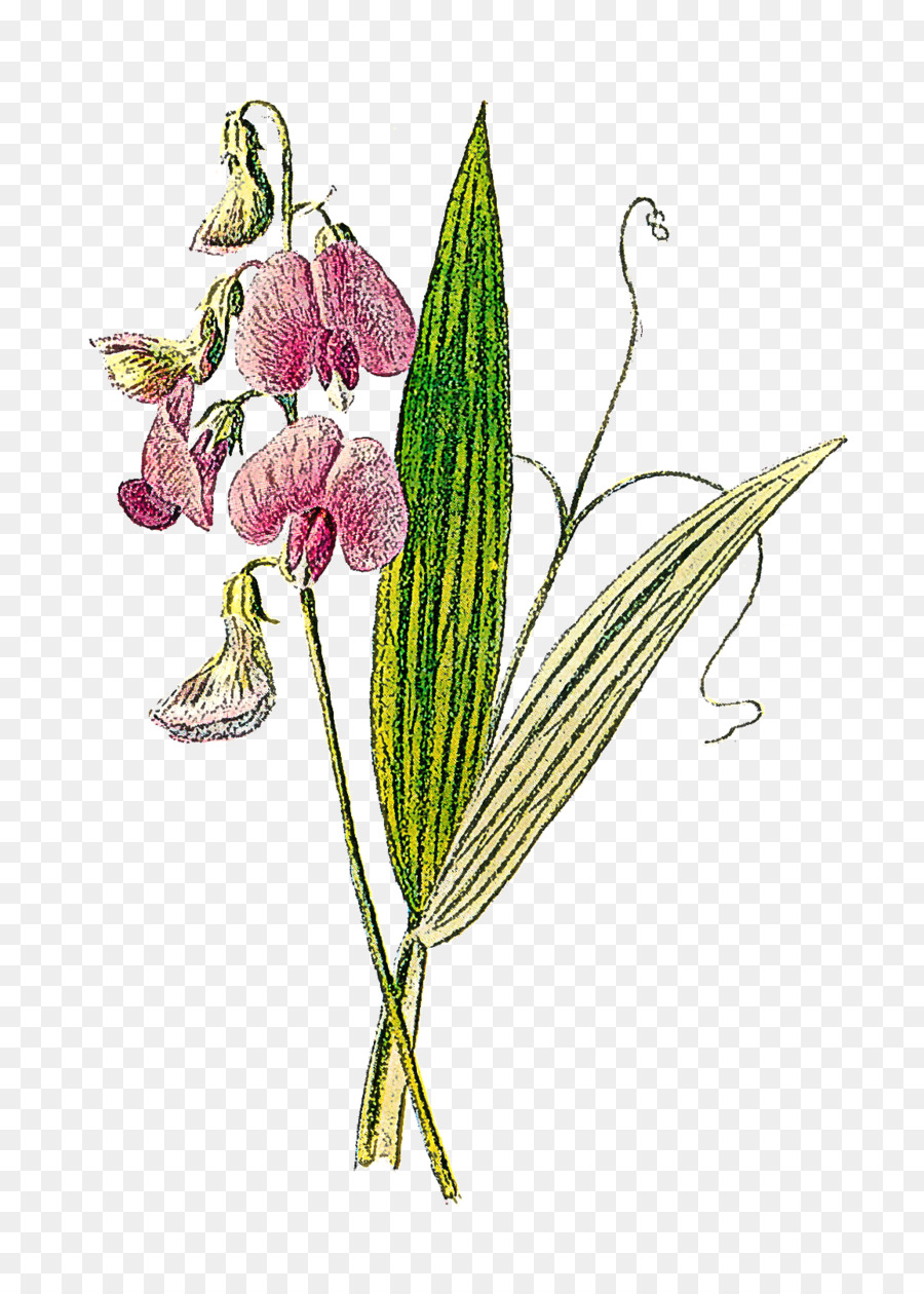 Lathyrus Botanical Art
