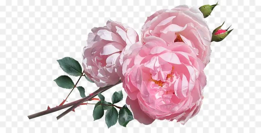 цветок，розовый PNG