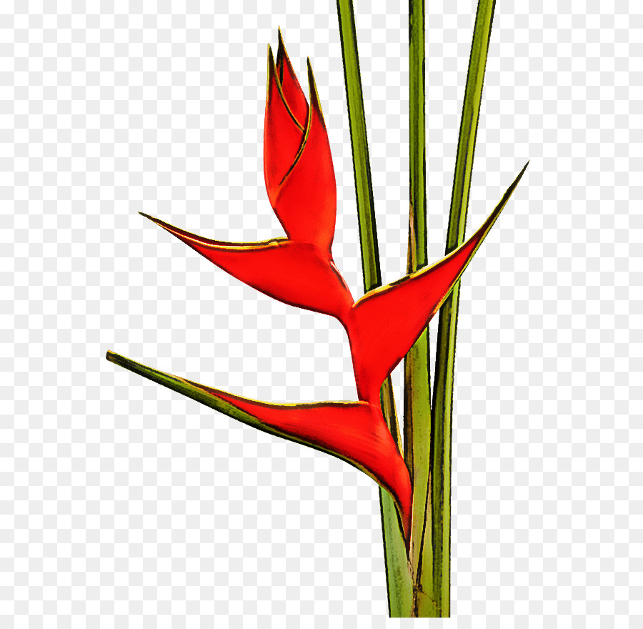 райская птица，цветок PNG