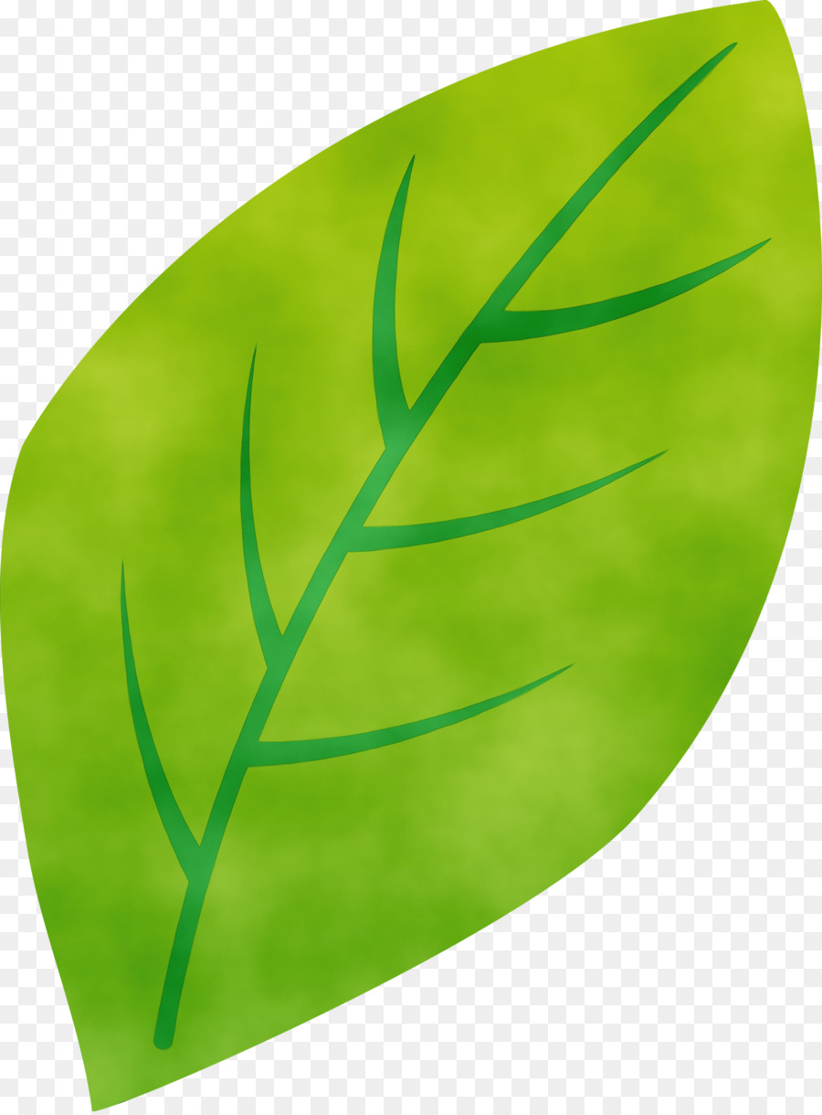 Зеленый листок на прозрачном фоне