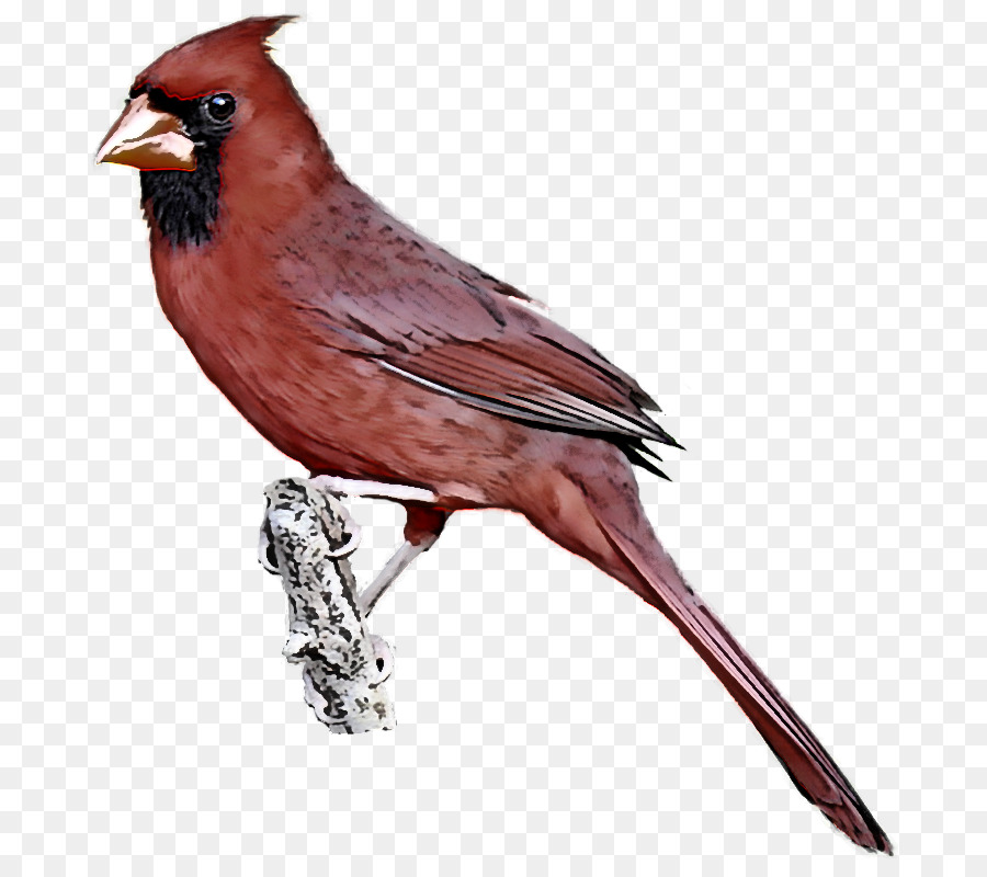 Птица，Северный кардинал PNG